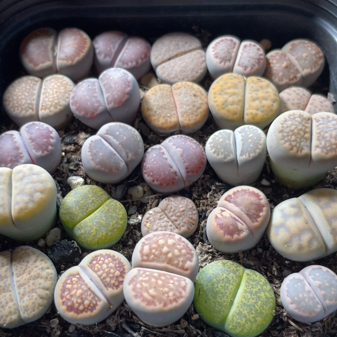 大盆特价一物一拍～19