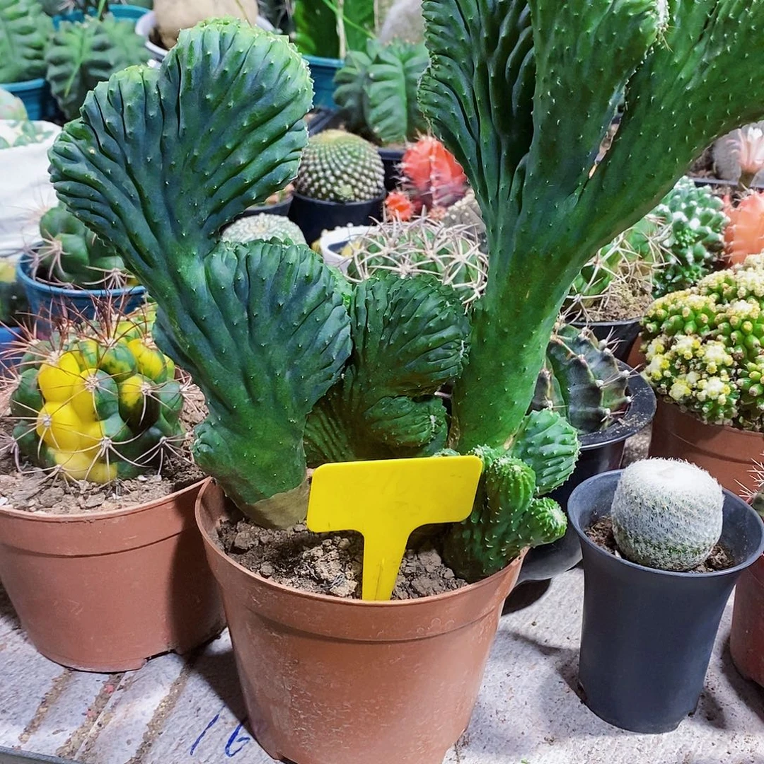 无花朵五指11111111111111个