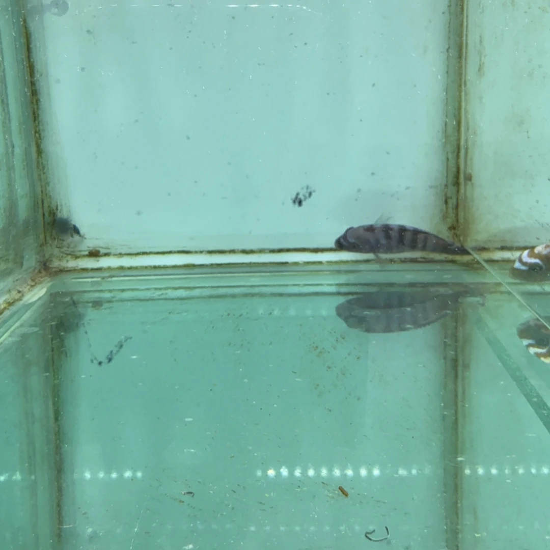 慈鲷1044小骷髅。