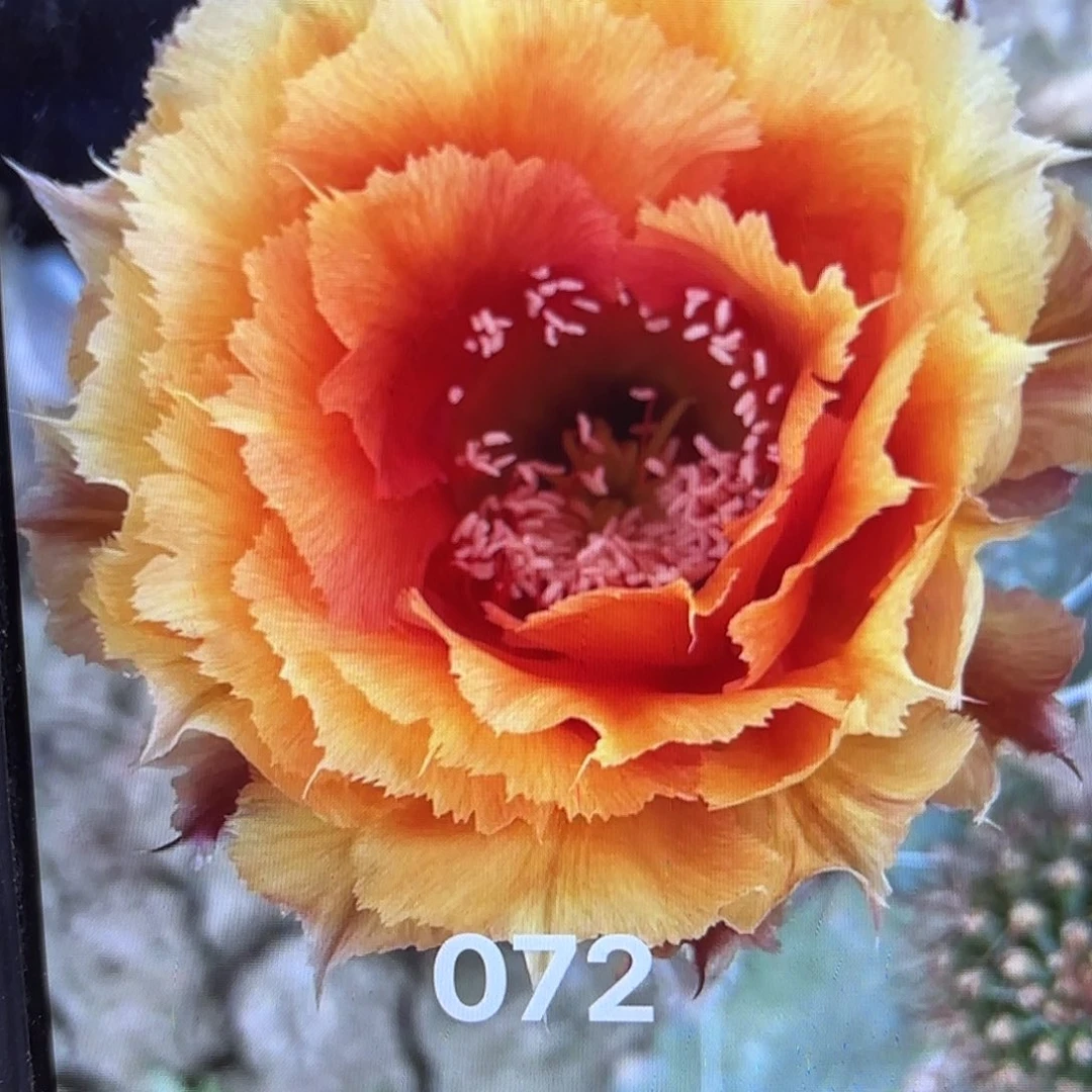 072彩侧牙20包邮14