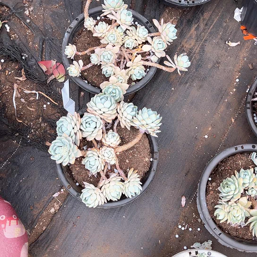 平**富多肉植物一物一拍