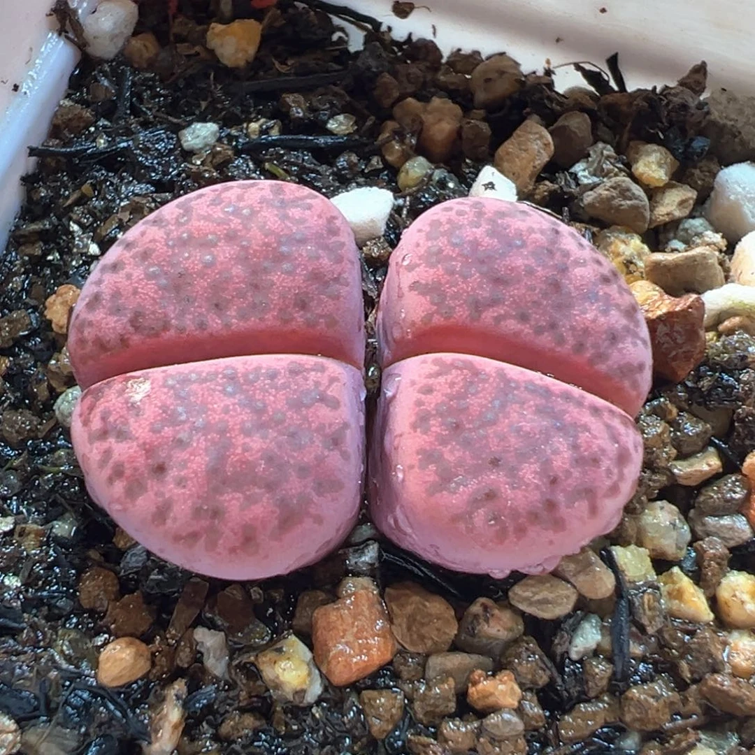 017多肉植物种类多样