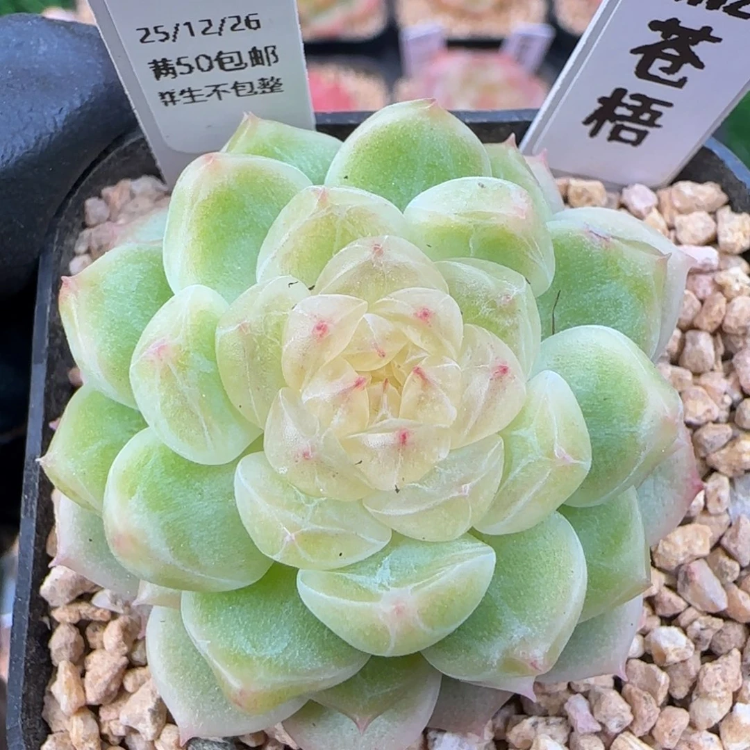 028  苍梧    5厘米盆