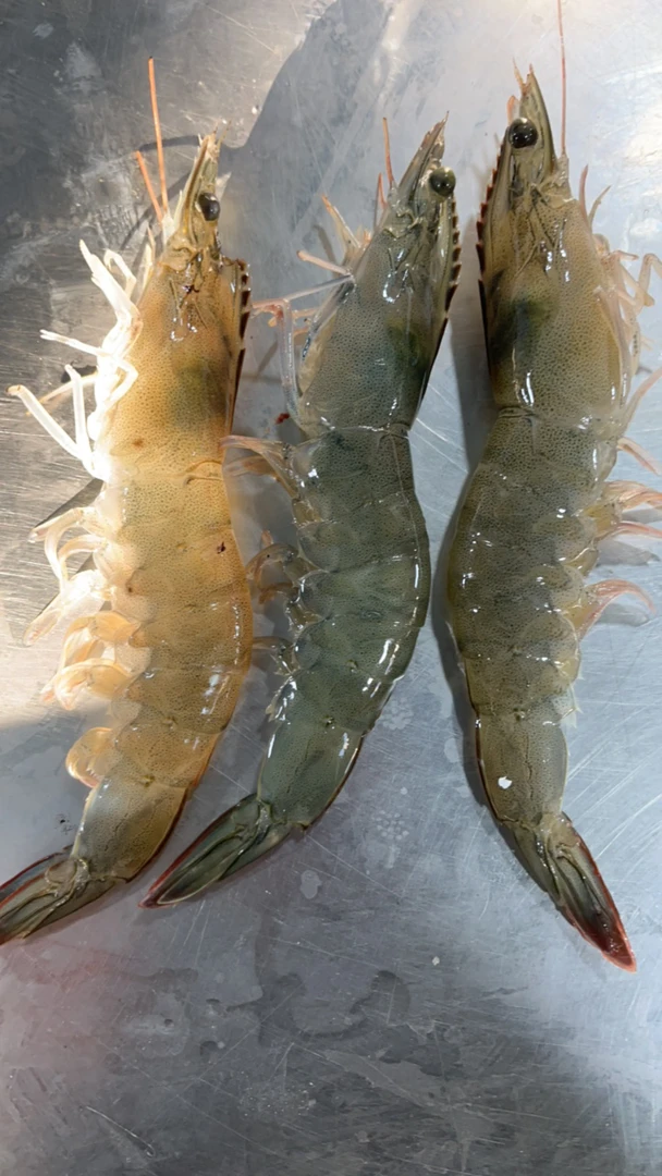 瓦房店 海水虾  3/4斤 一斤17个左右 顺丰包邮到家