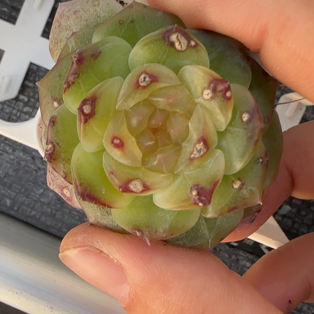 无尽灯盆7床一个满25包邮