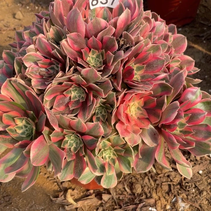 837女妖多肉植物的