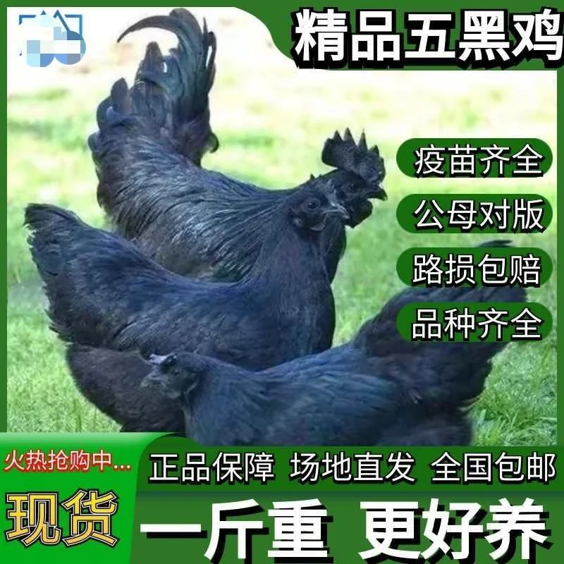 一斤纯种五黑绿壳蛋宠物鸡山间散养发货顺丰包邮CH