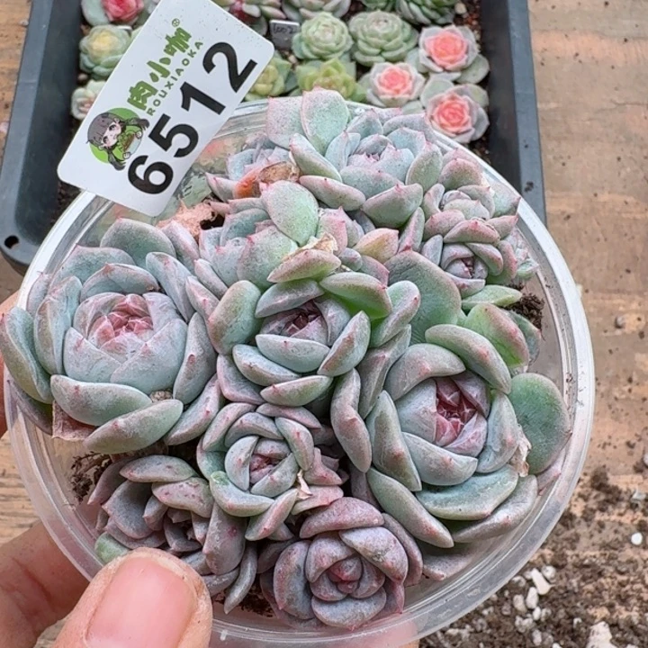 多肉植物多肉植物