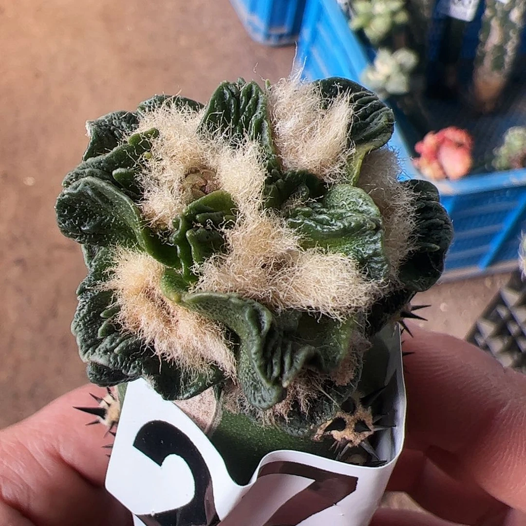 皱尤龙角牡丹271