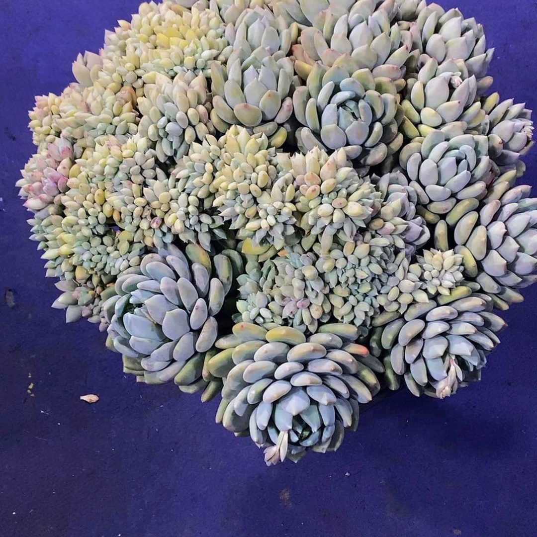 我***妹胖美人缀化多肉植带盆物流自理