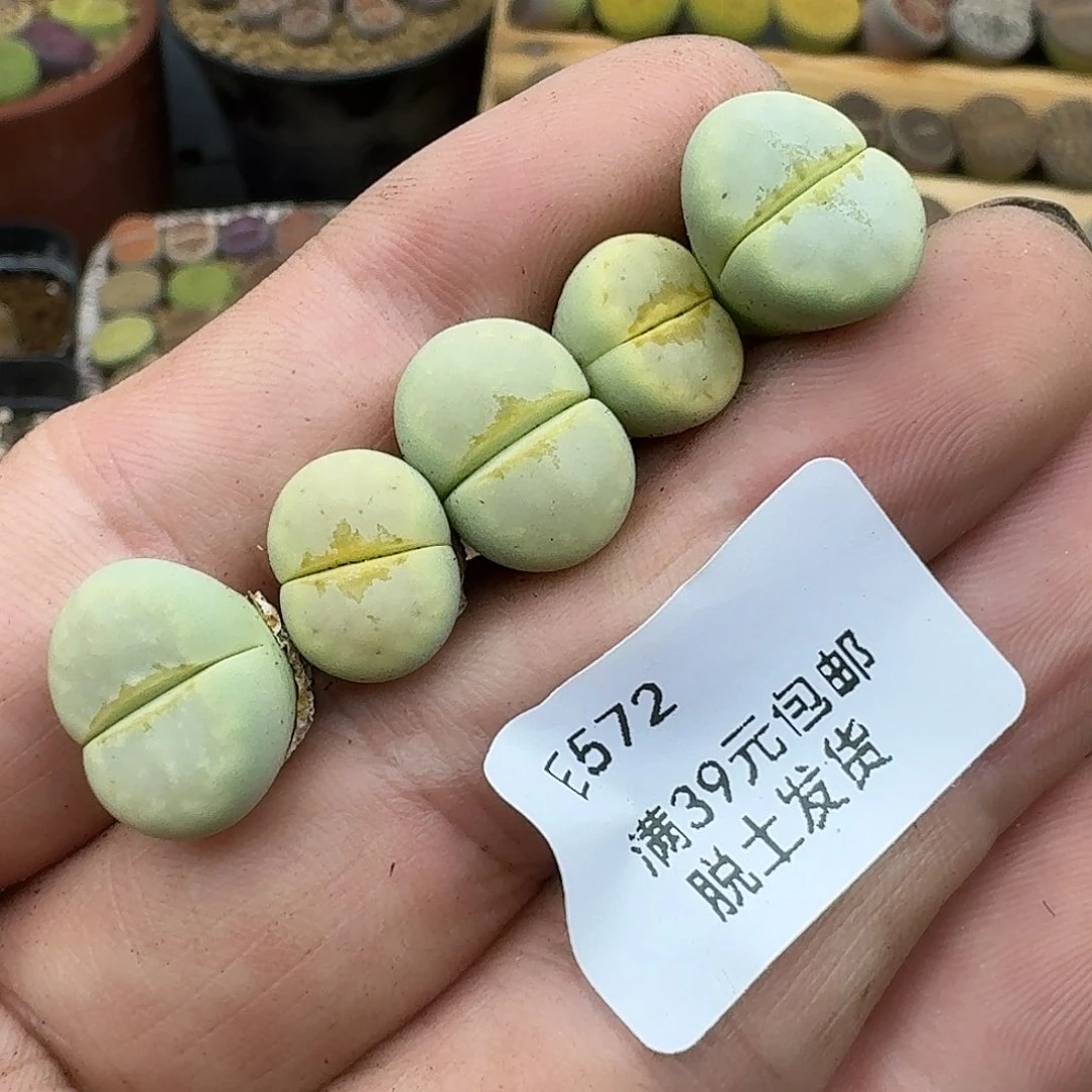 木*杨572哈哈哈哈哈哈哈哈