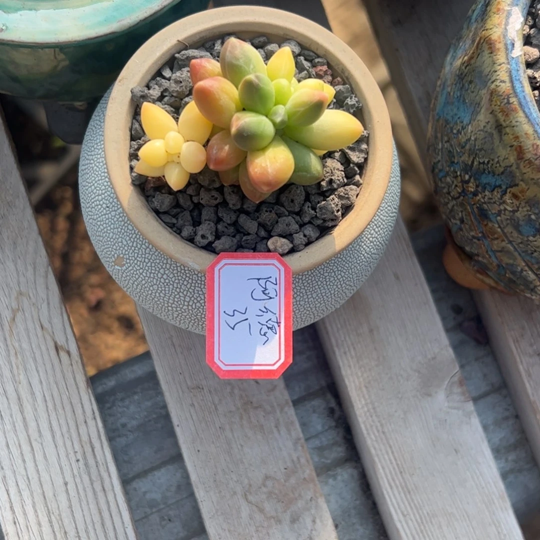 多肉植物多肉植物