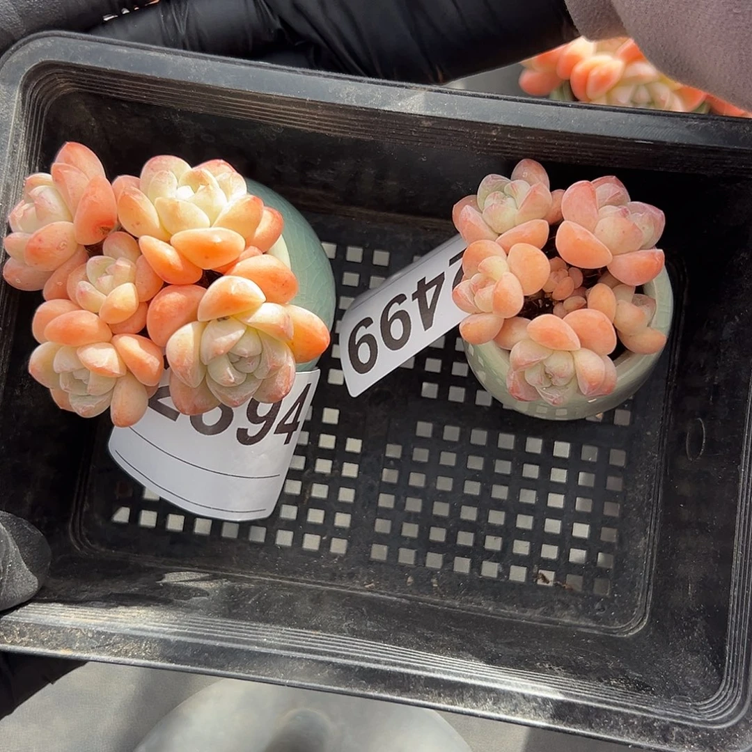 R***y2394，俩个五头冰玉带盆发