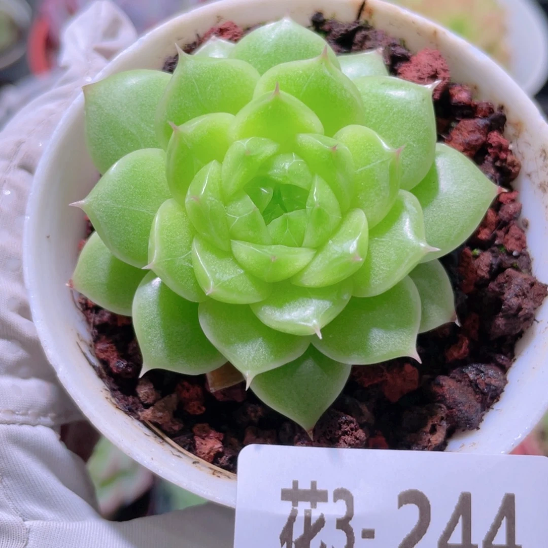 花利美 3-244麦秆