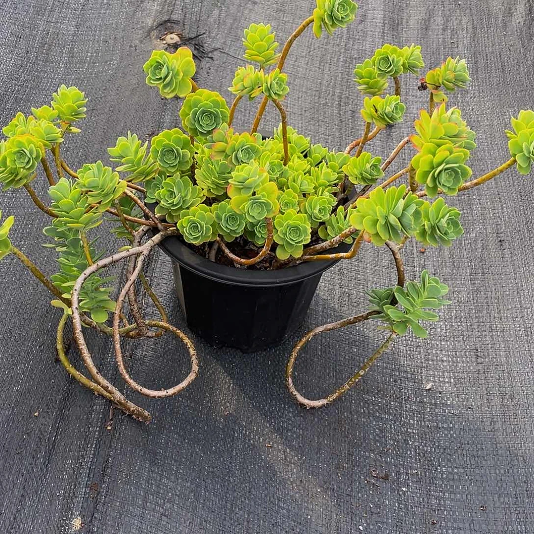 美***州薄化妆多肉植物中群