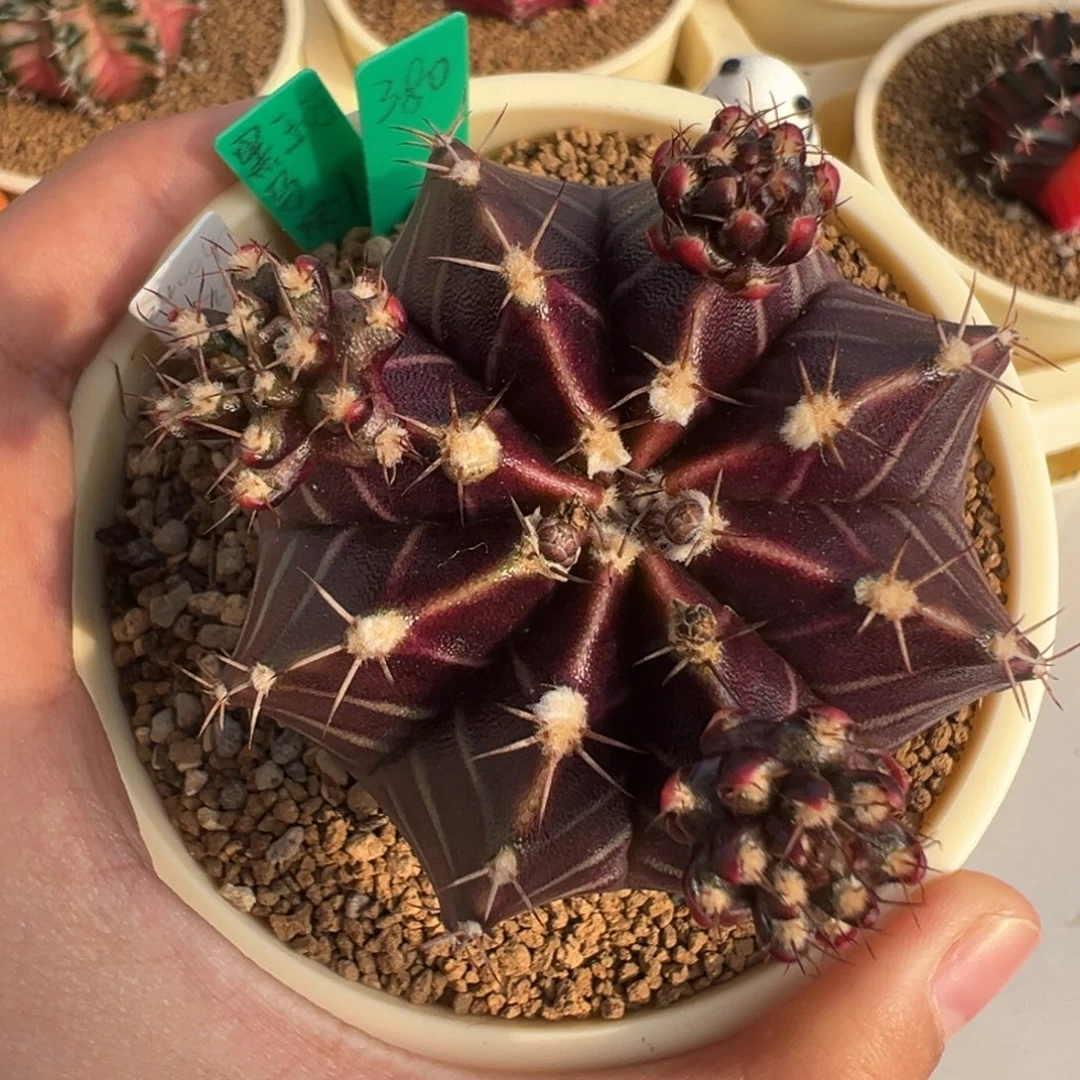 黑斑马侧芽好看的米哈冲冲冲