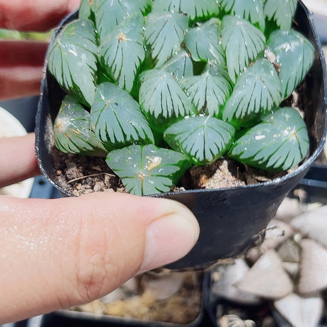 水晶玉露新手好养