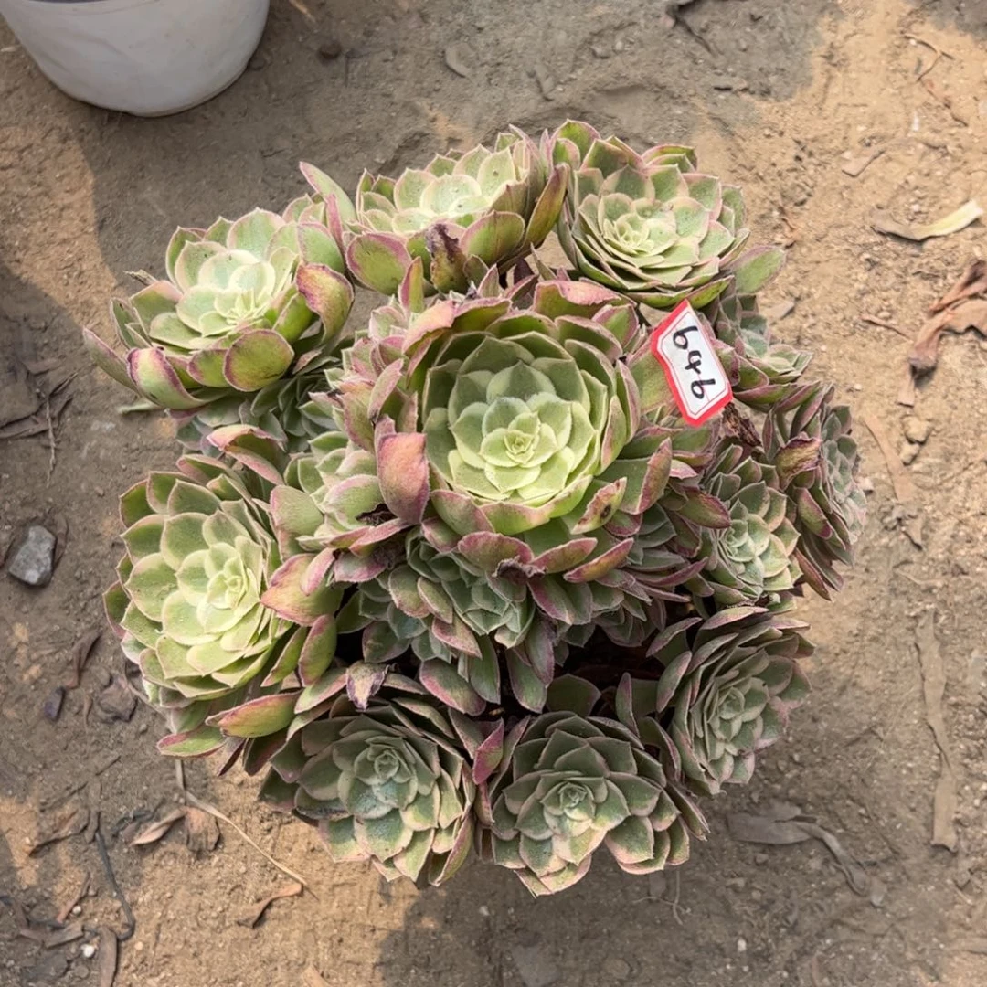 646多肉植物孔雀翎