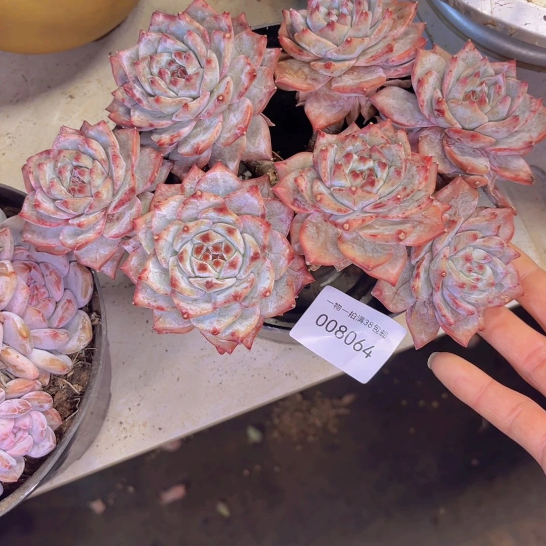 倾***物多肉一物一拍8064