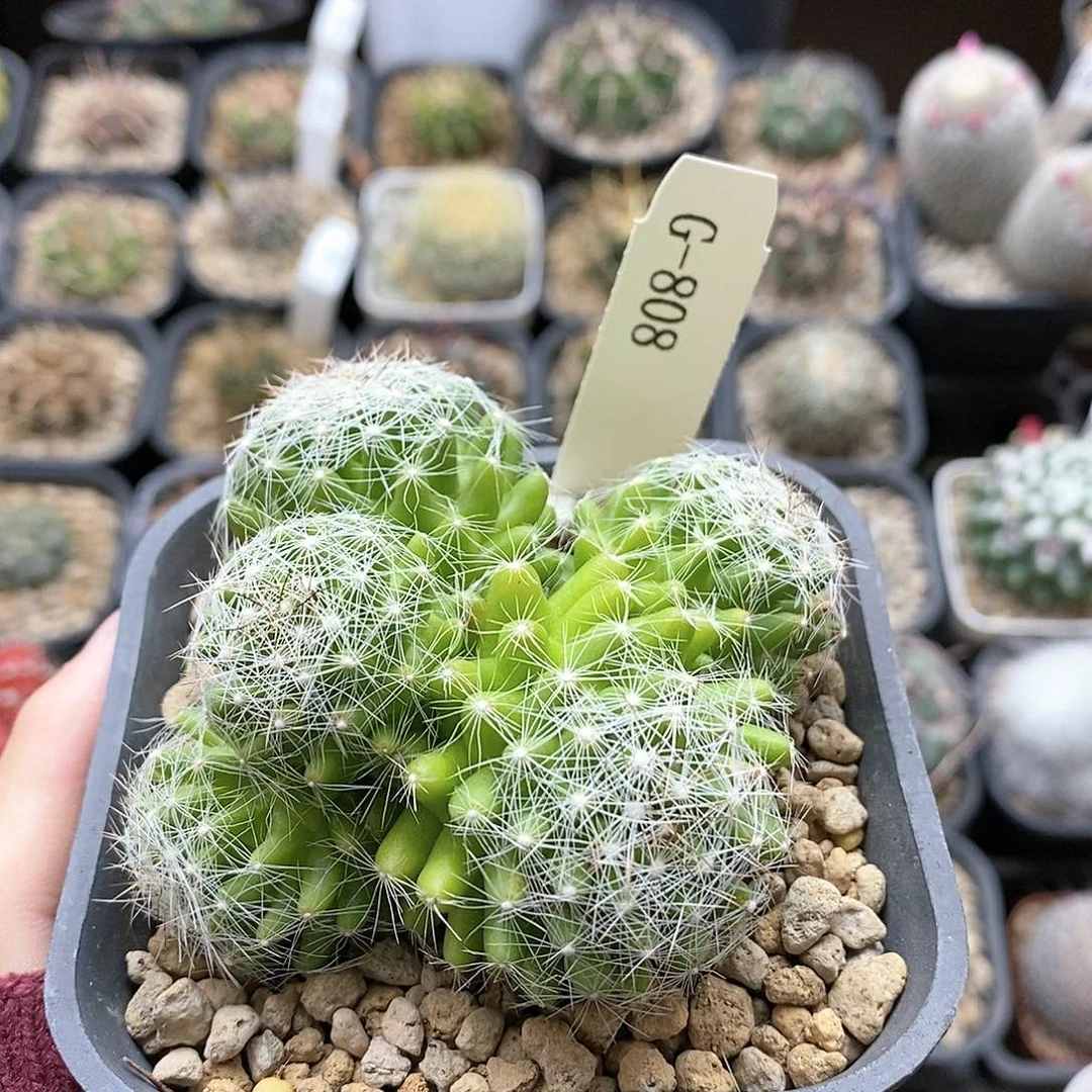 G808花油专拍仙人球开花