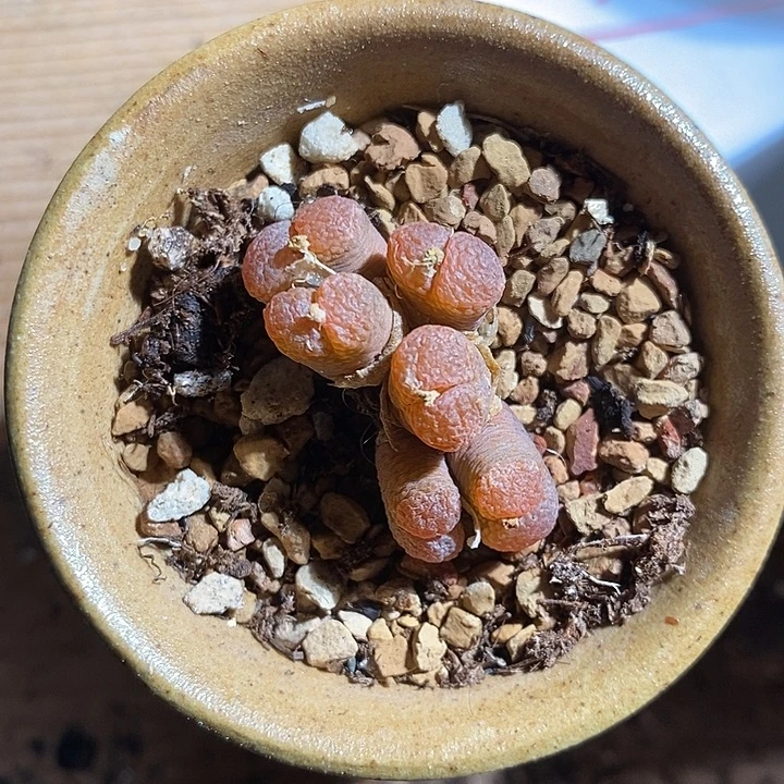 30368。    红风铃群生。