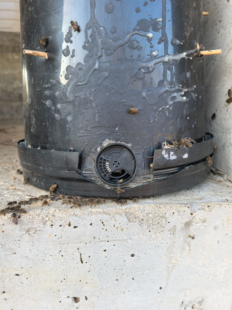 蜜蜂养殖技术野生蜜蜂代养