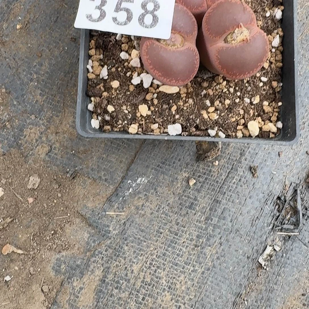 丶***卉生石花一物一拍358