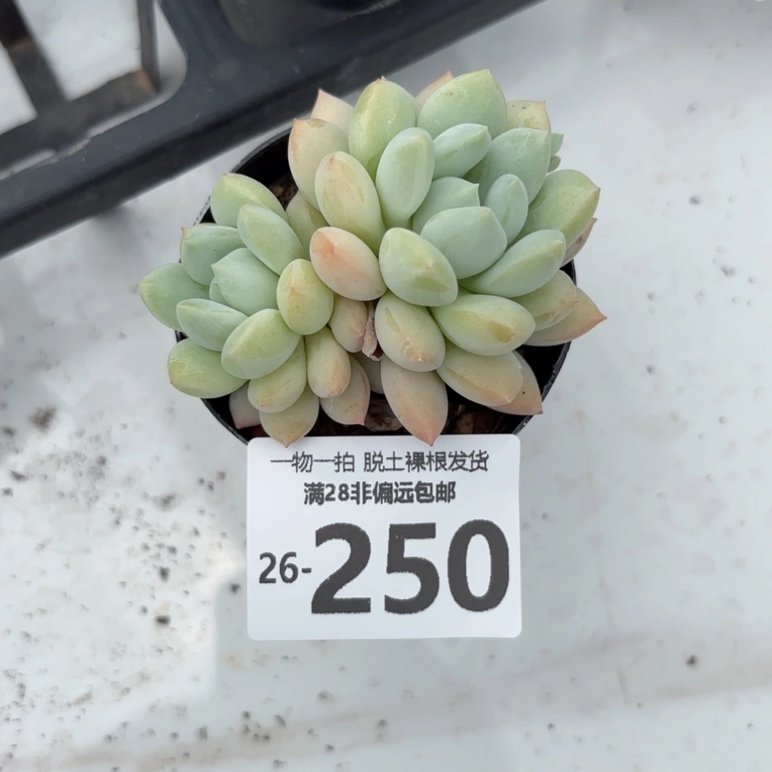 玉如意老桩多肉多肉