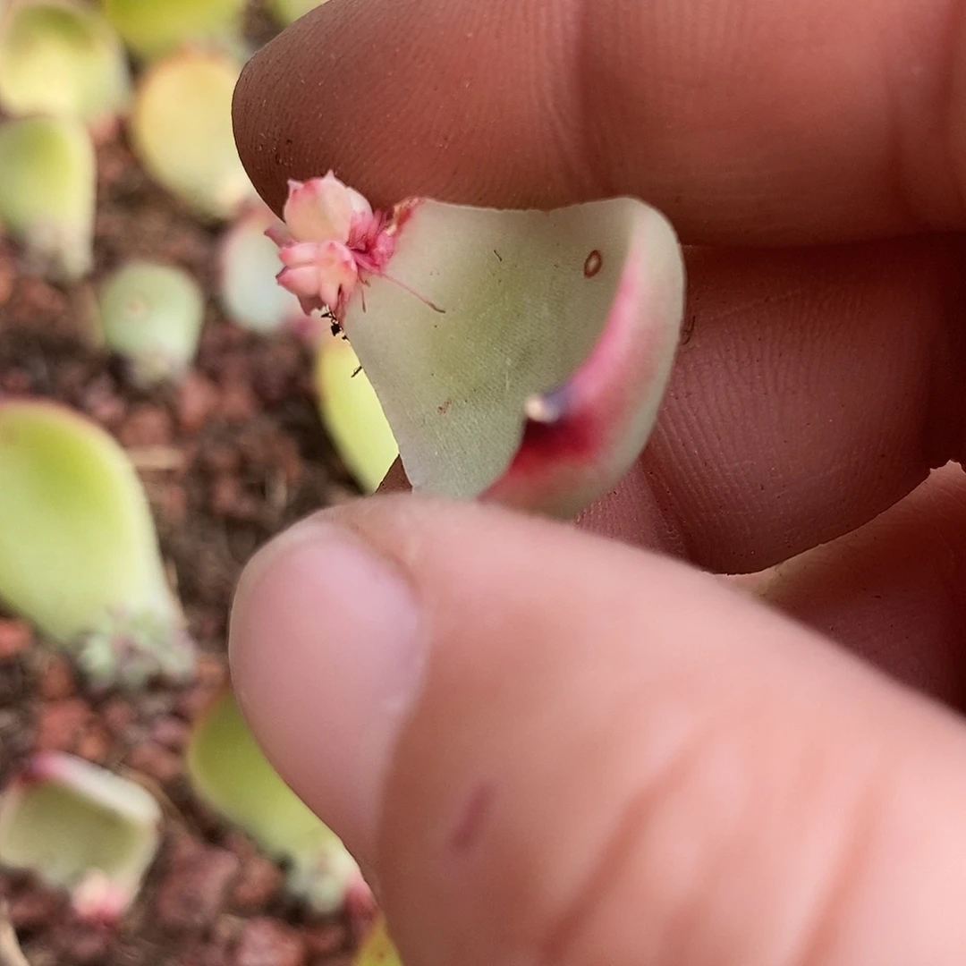 柠*.1310月亮石锦多肉植物哇啦塞
