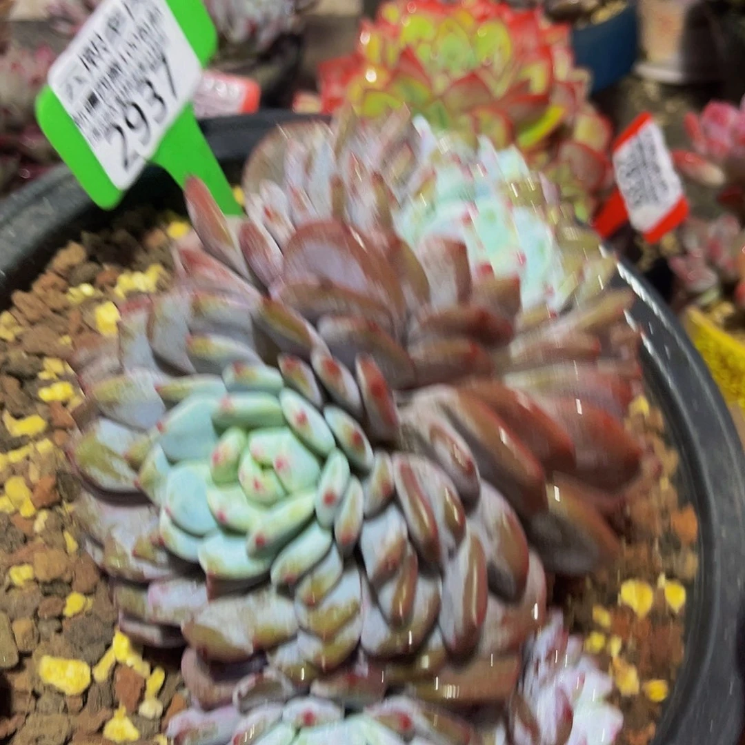 2937星星橙多肉植物