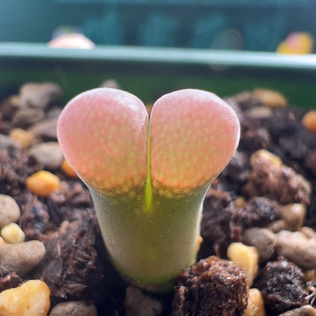 941/。     小尺寸福利。