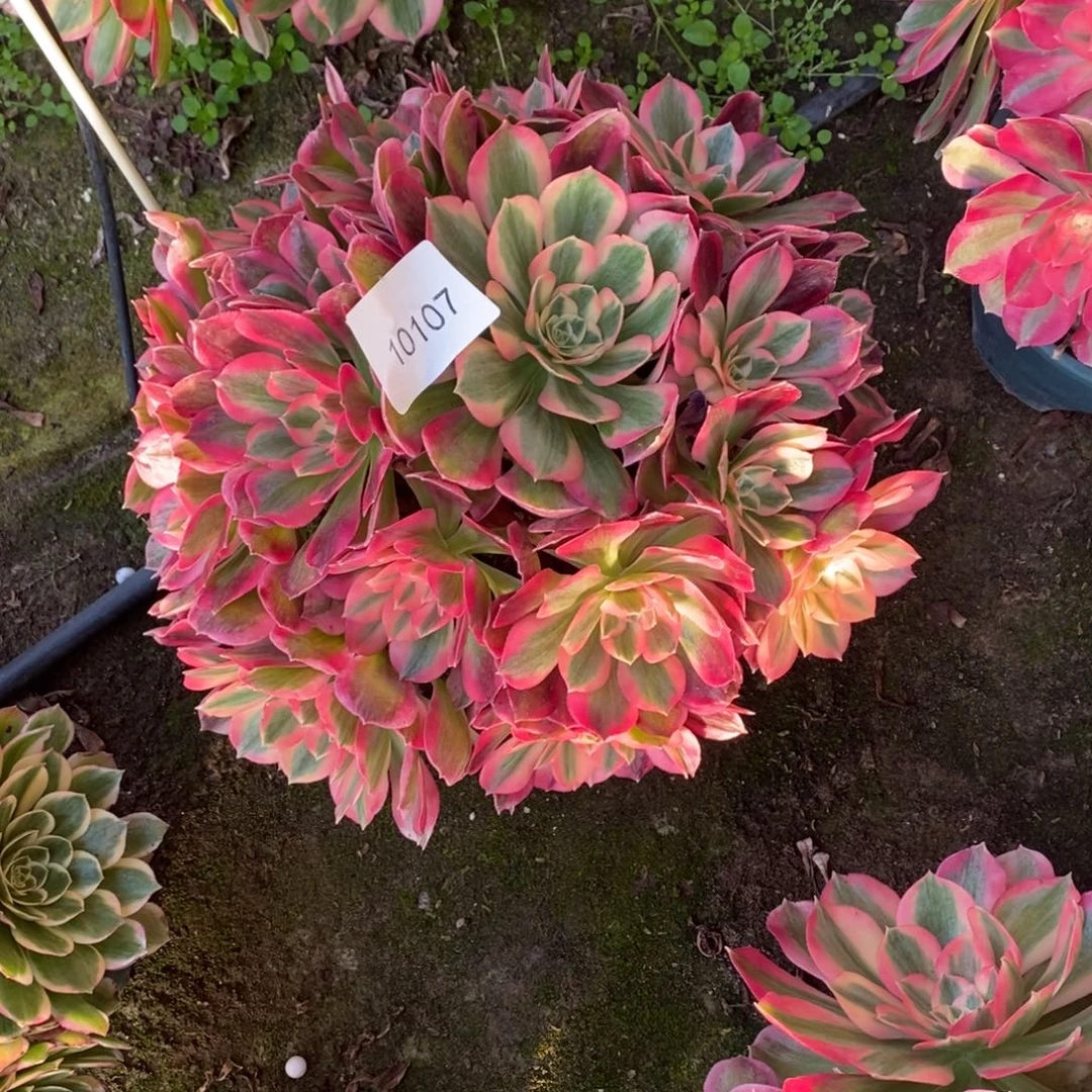 粉女郎多肉1颗10107号