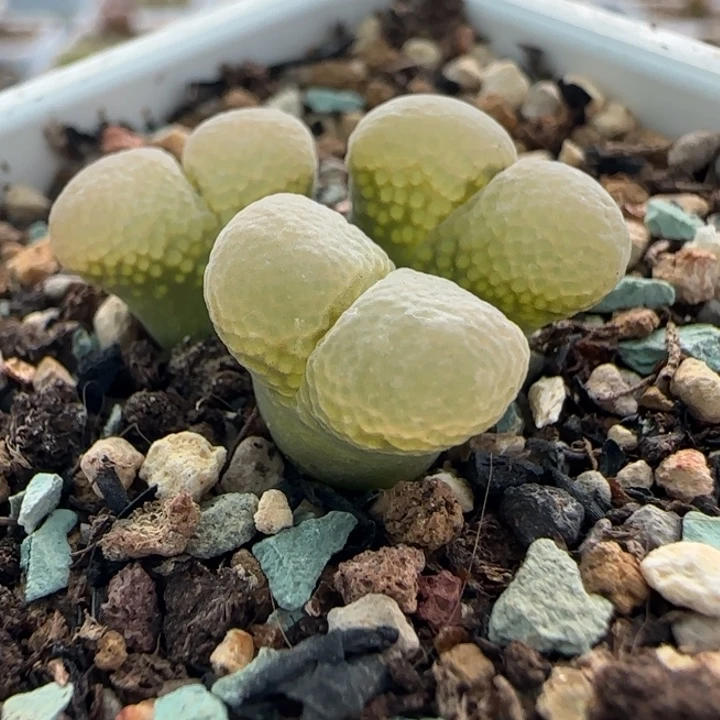 多肉植物绿体白窗64号