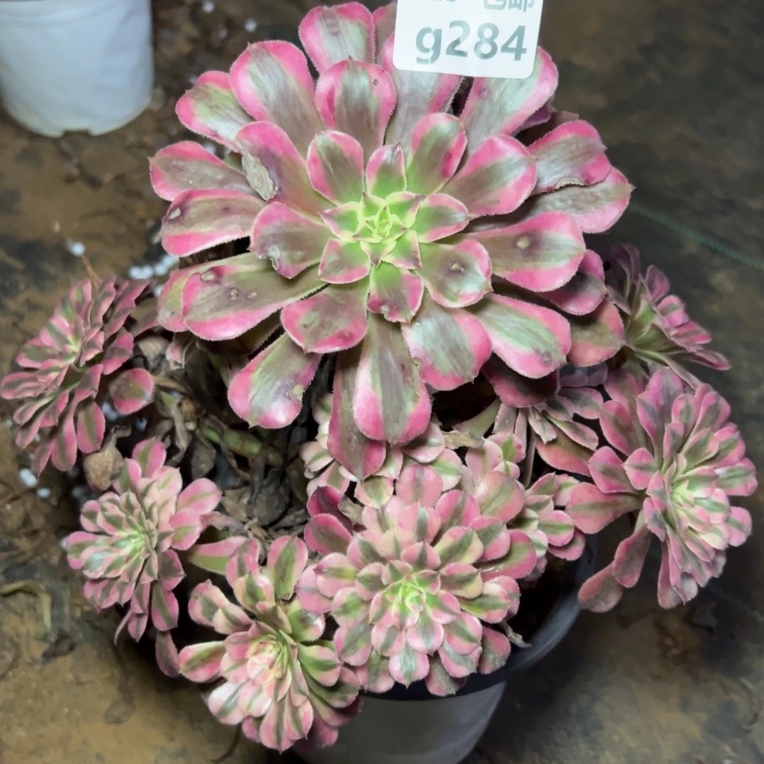 284红 铜白，多肉法师