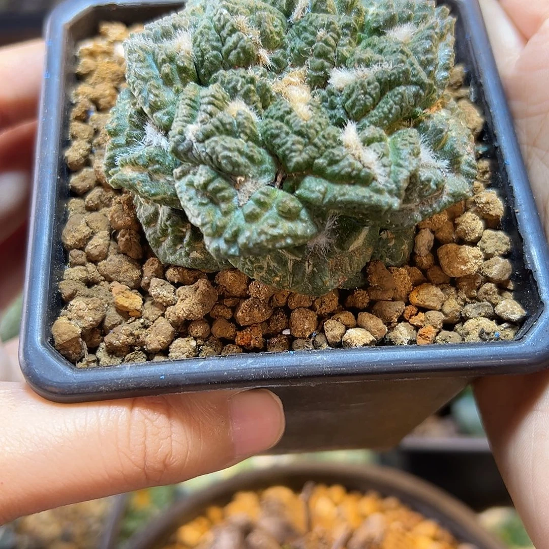 晚27号自根哥斯拉龟甲6.4公分