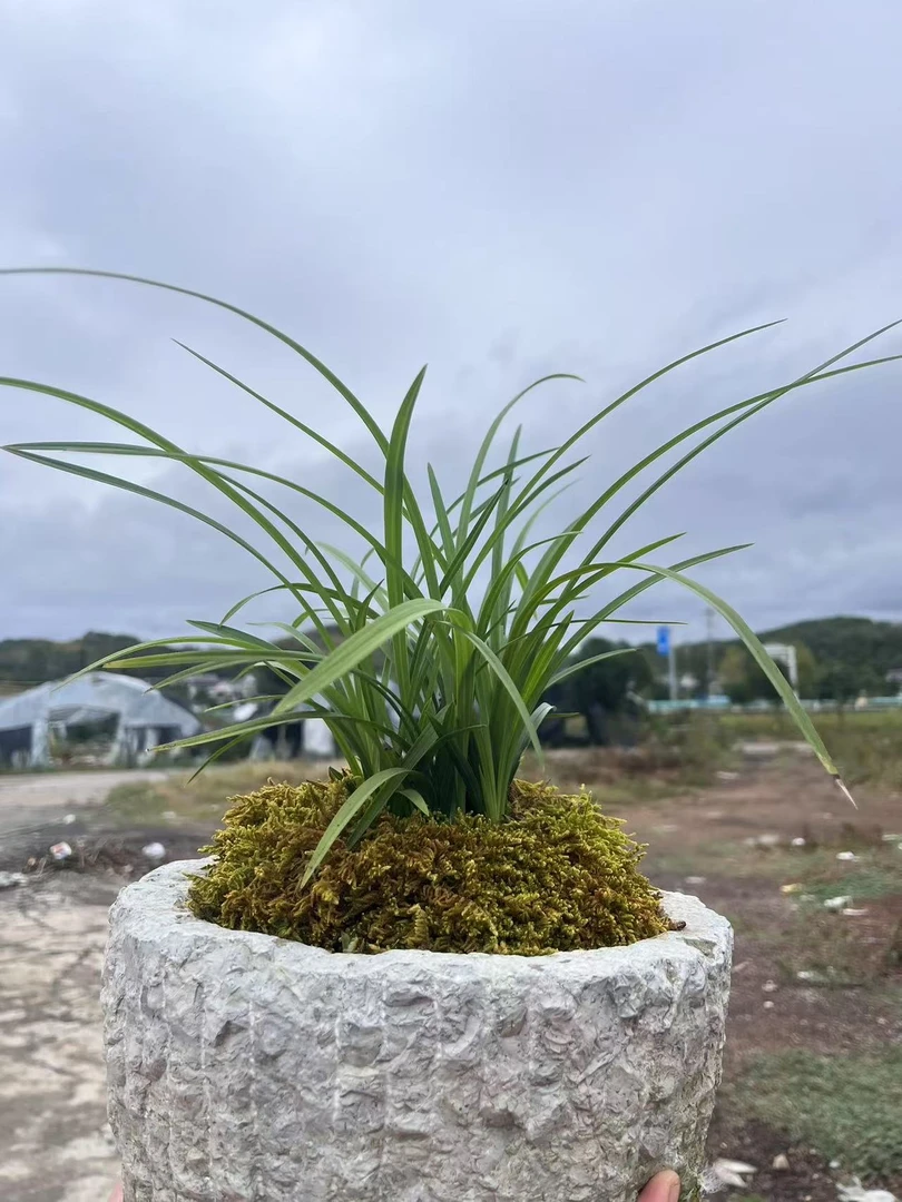 贵州朵香春兰根好苗壮绿植盆栽兰花花卉绿植牡丹菊
