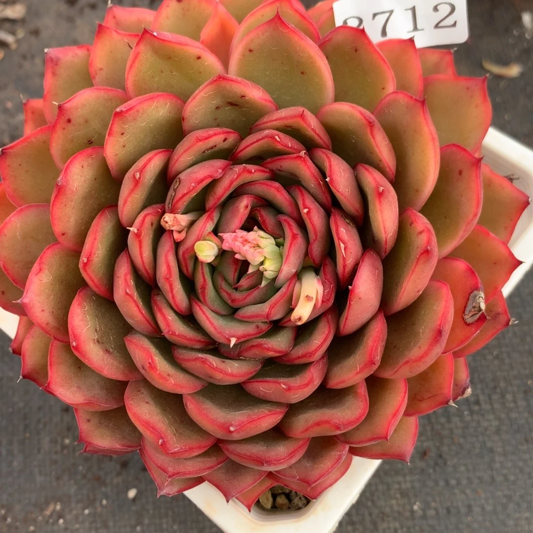 3712有叶伤杂交多肉