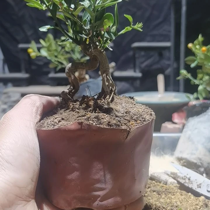 完全开放金豆小橘子绿植