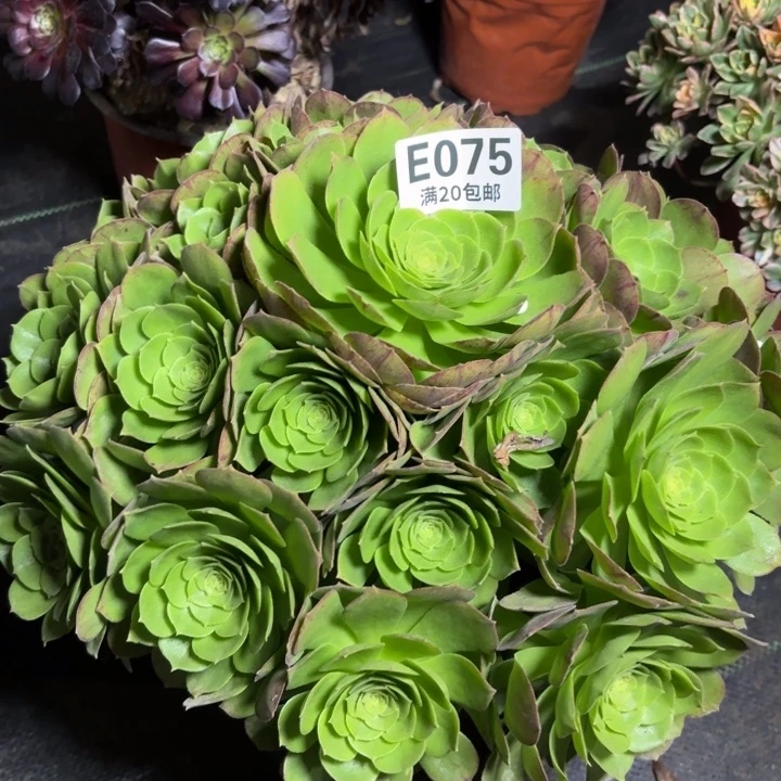 瑞妈一物一拍075