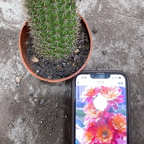 时光，高10公分左右4577