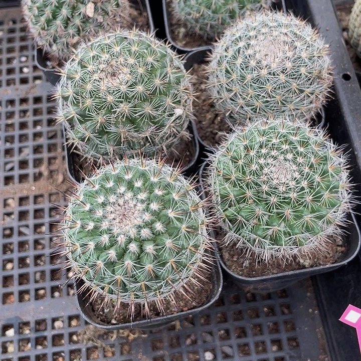 渔翁2.8带盆土发货
