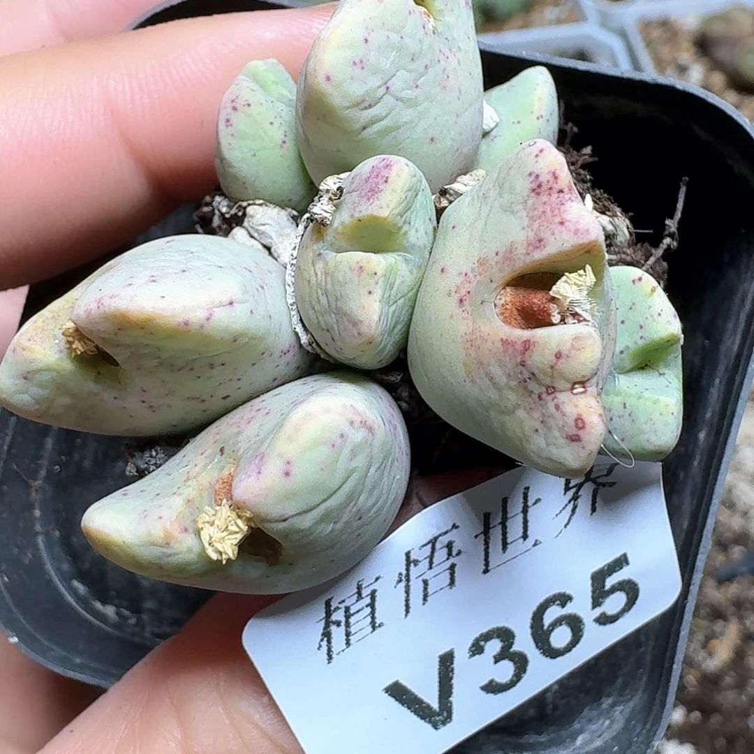 365号多肉植物哇d f