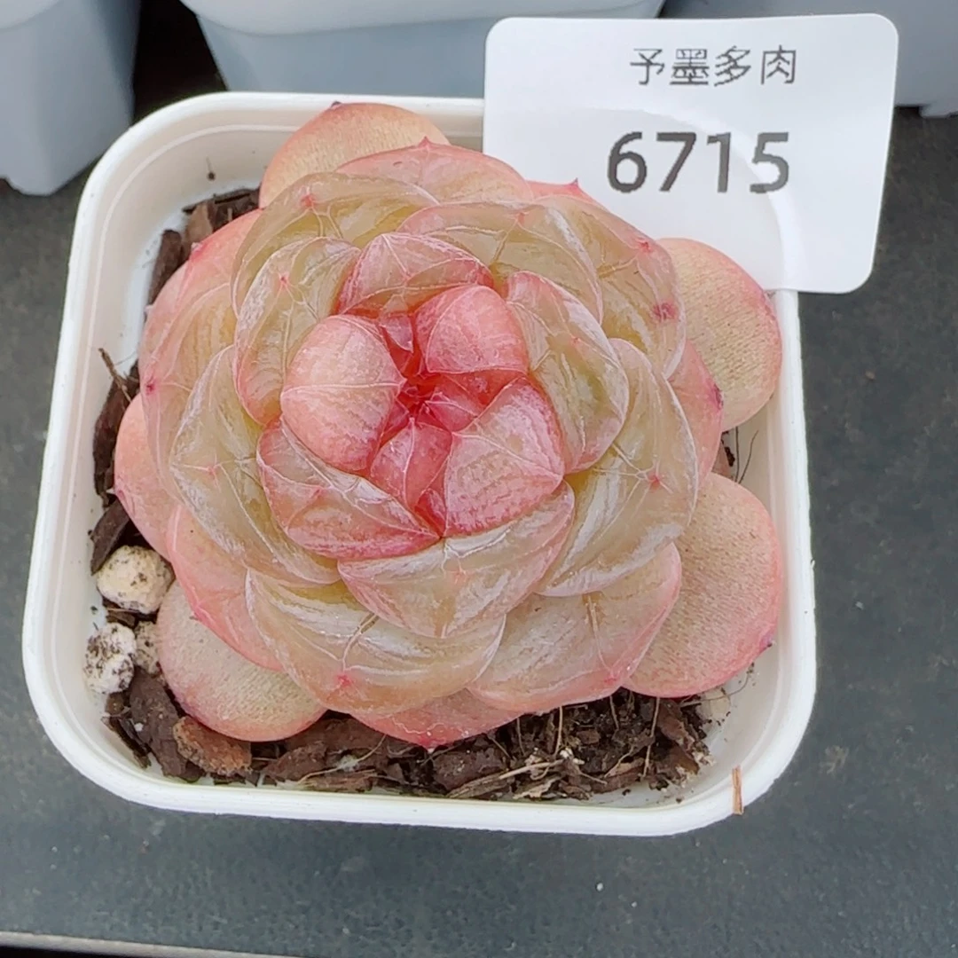 红蔷薇，6715多肉植物