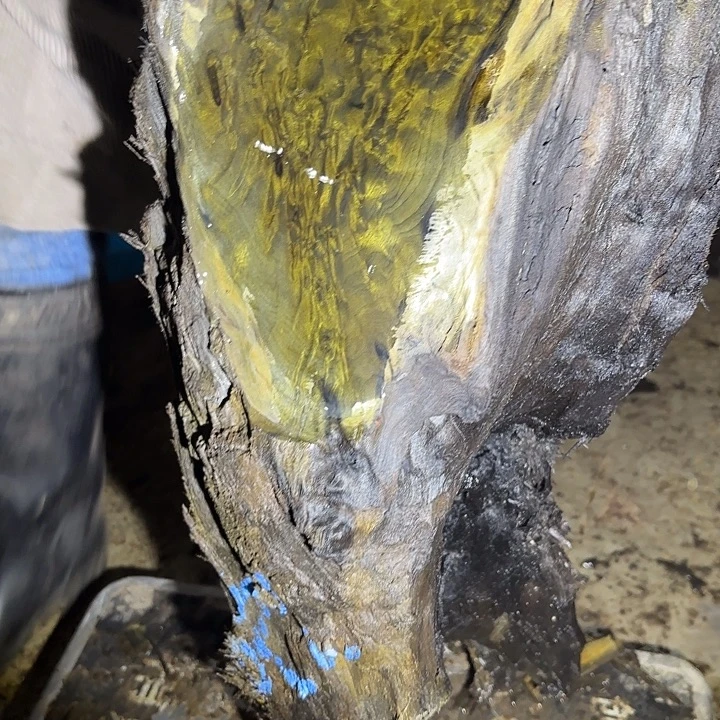 关***羽金丝楠啊啊啊啊啊啊啊