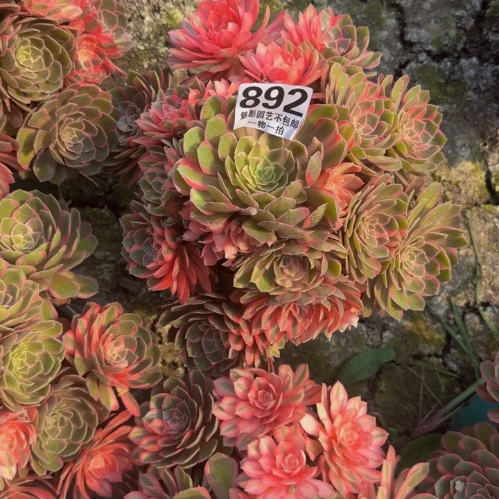 黑魔锦花花25-20花花