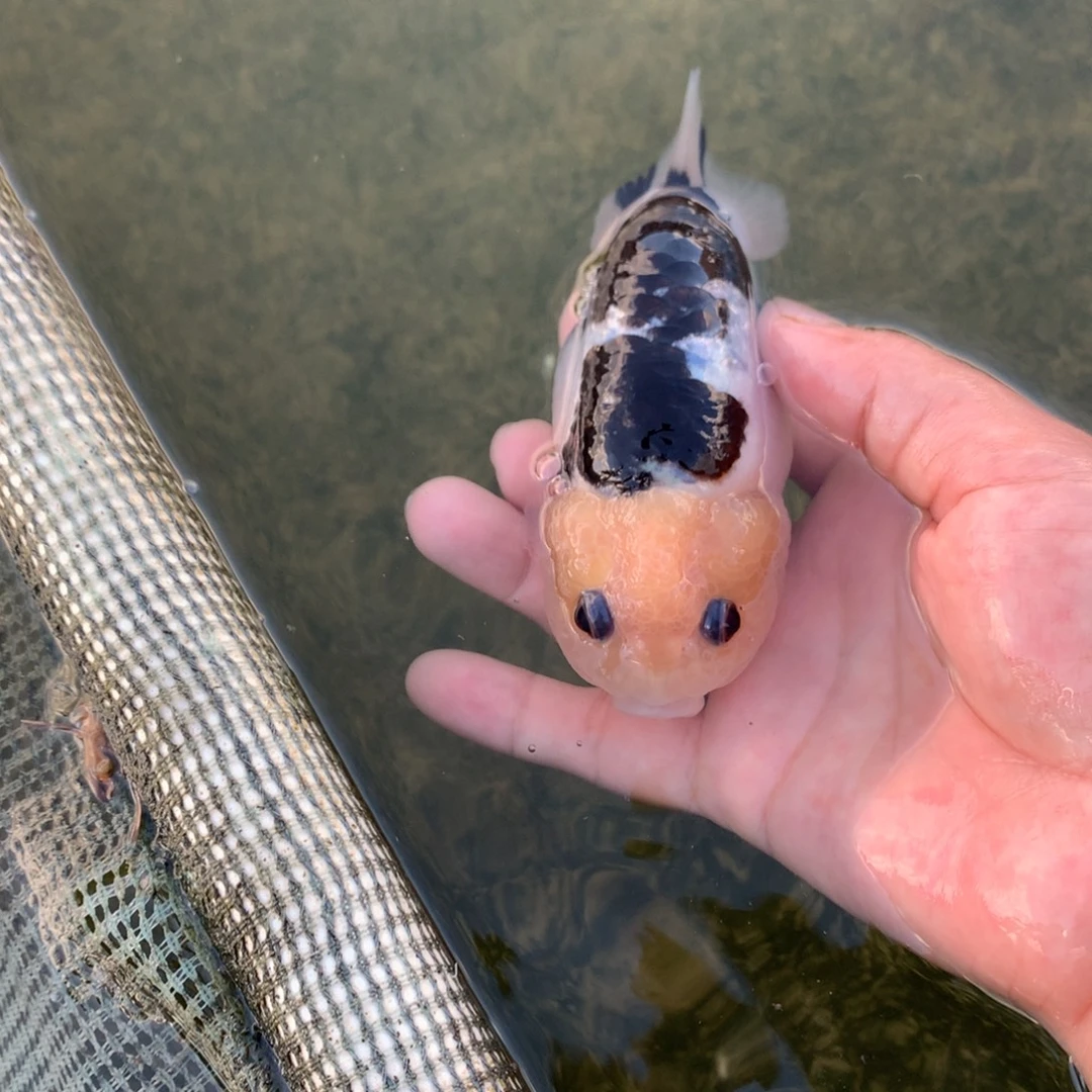 海水鱼特色黑白兰寿