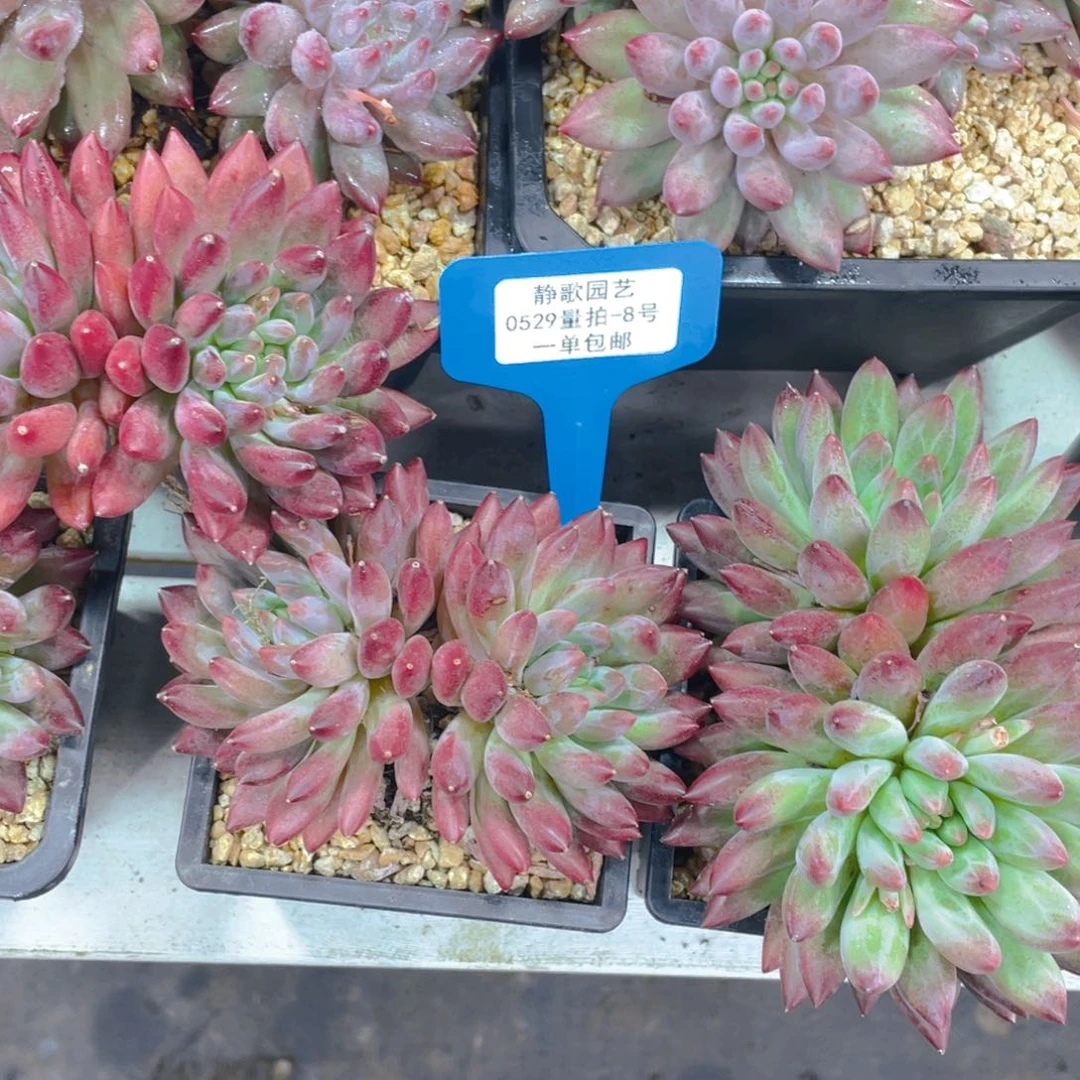 0529-8-开播福利羽毛体虞美人如烟一刻