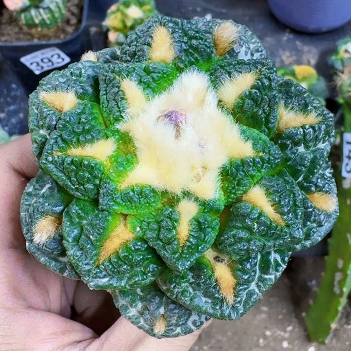 福利苗接龟甲629