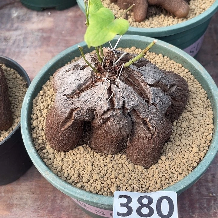 380超大象足龟甲龙块根