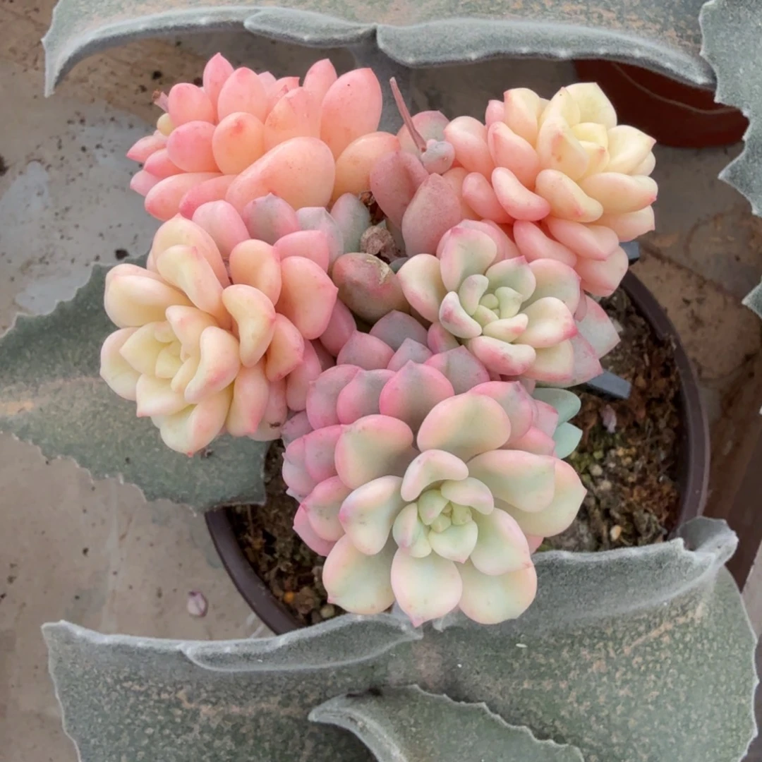 花斑鹿锦锦上园艺一物一拍